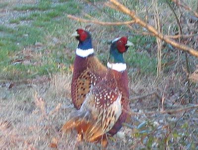 Pheasants at Landfill